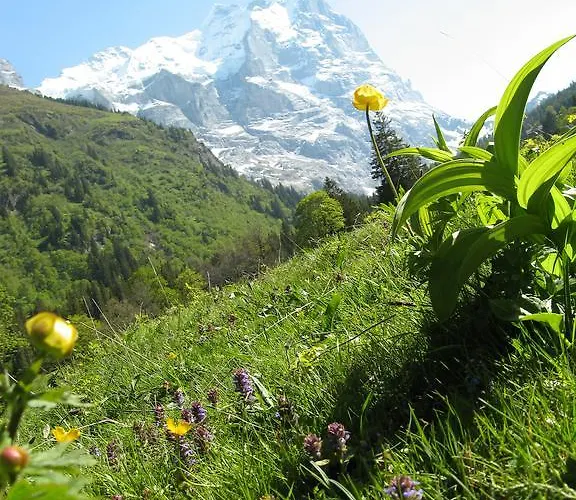 Hotell Chalet-hotel Schwarzwaldalp